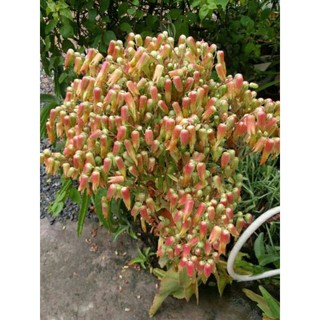 cây sống đời lá dài ( cây lá bỏng)