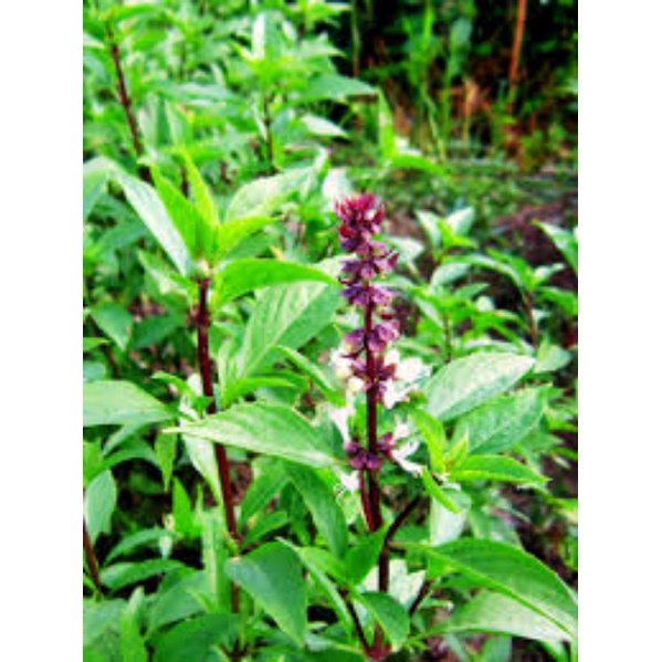 500g cây húng quế khô