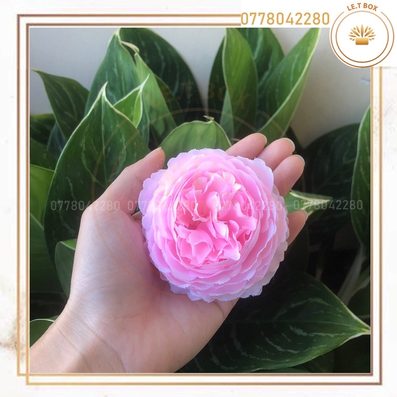 Hoa trà mao lương- Đầu bông