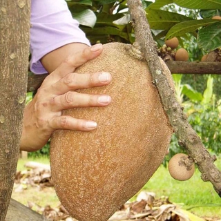 Cây Hồng Xiêm Khổng Lồ Thái Lan   10 Tháng Cho Trái