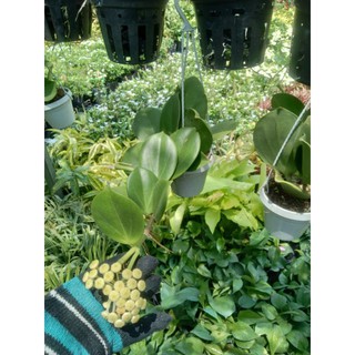 Cẩm cù lá xếp
