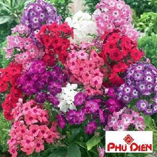 50 hạt giống hoa thanh trúc nhiều màu phú điền