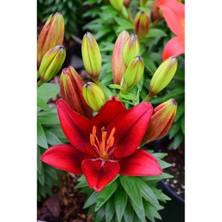 củ hoa ly lùn tinny rocket