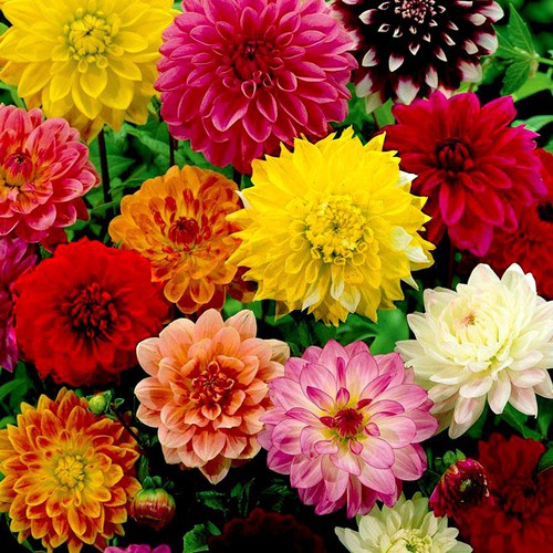 Mùn Dừa, Xơ Dừa Đã Qua Xử Lý SFARM túi 5DM3 - Làm Giá Thể trồng Rau mầm, Dưa lưới, Cây kiểng