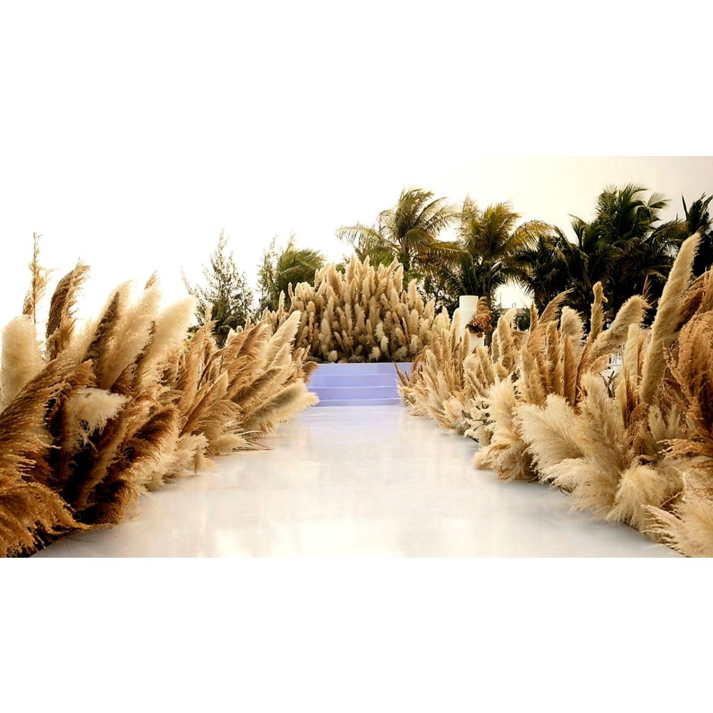 Hoa khô cỏ lau khô PAMPAS  trang trí , decor  -  BÔNG XÙ TO ĐẸP - HÀNG LUÔN CÓ SẴN