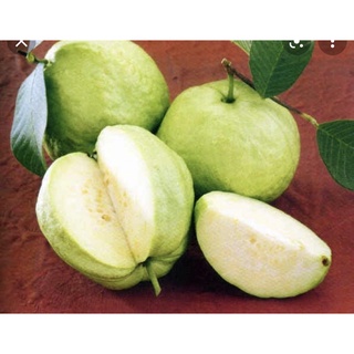 Hộp 350g ổi cắt sẵn + kèm muối tôm