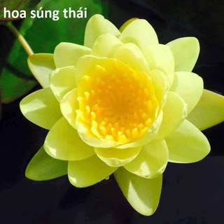 Combo sản phẩm 5 cây hoa súng + 3 gói phân