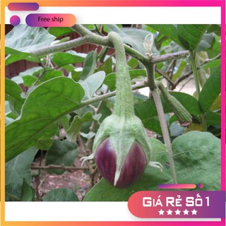 Hạt giống cà pháo tím (2gr) LUCKY.VN