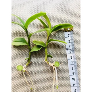 Phi điệp 5CT TIÊN SA siêu đẹp