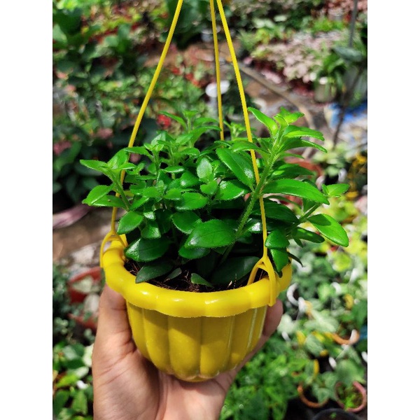 Son môi hoa đỏ ngẫu nhiên 3 loại