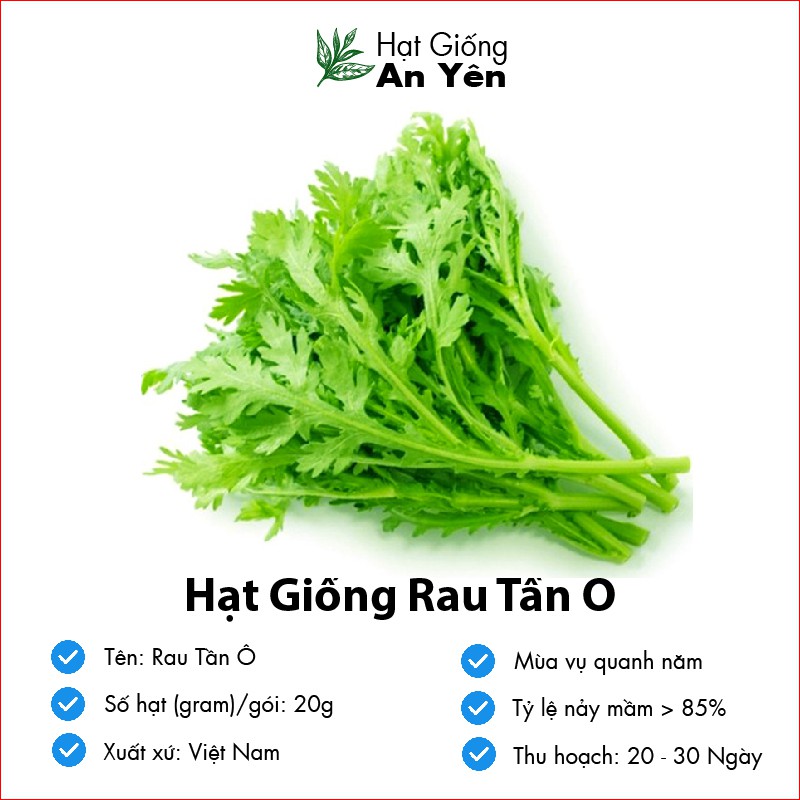 Hạt giống Rau Tần Ô rau Cải Cúc thu hoạch sớm, dễ trồng, nảy mầm cao, sinh trưởng khoẻ