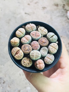 THẠCH LAN (LITHOPS)