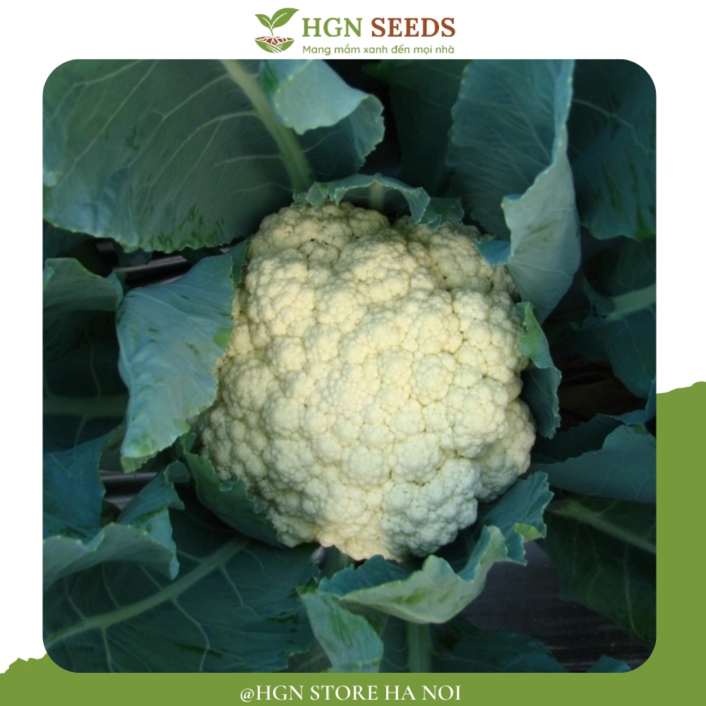 Súp Lơ Trắng Chịu Nhiệt (Gói zin 0.5 Gram)