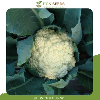 [Hạt Giống Thái Lan] Súp Lơ Trắng Chịu Nhiệt (Gói zin 0.5 Gram)