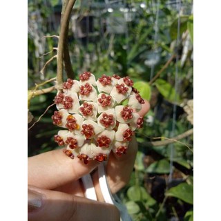 Lan cẩm cù đột biến