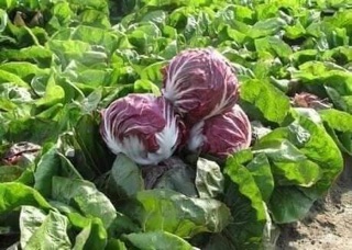 Xà lách cuộn tím