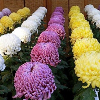 20 HẠT GIỐNG HOA CÚC ĐẠI ĐÓA NHIỀU MÀU