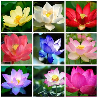3 Hạt giống hoa sen Nhật