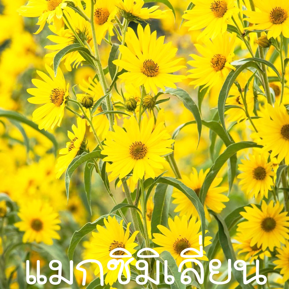 10 Hạt giống hướng dương Maximilian, dễ trồng, rất sung mãn