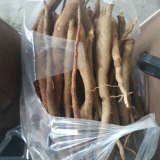 [FREESHIP 99K TOÀN QUỐC] Sâm cau tươi sapa.
