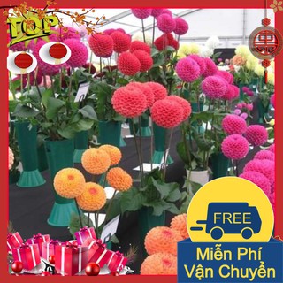 Combo 2 Gói Hạt Giống Hoa Thược Dược Tổ Ong Nhiều Màu
