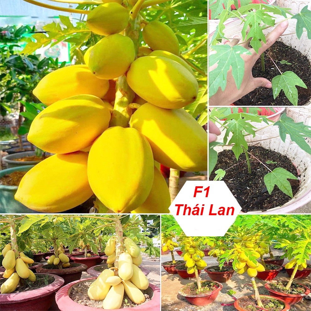 10 Hạt giống ĐU ĐỦ LÙN DA VÀNG Cao Sản Thái Lan Chơi Bonsai - Nảy mầm >85% ( CHÍNH HÃNG-SIÊU TRÁI )