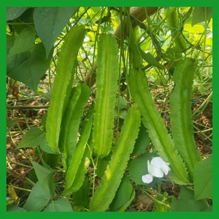 Hạt giống Đậu Rồng