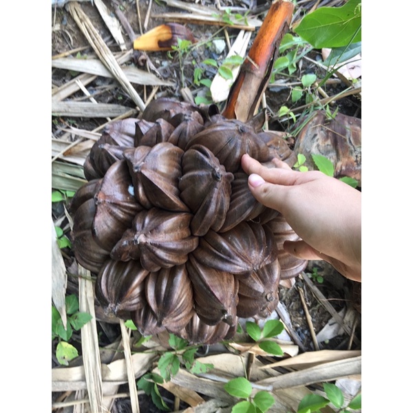 Trái dừa nước 2 trái