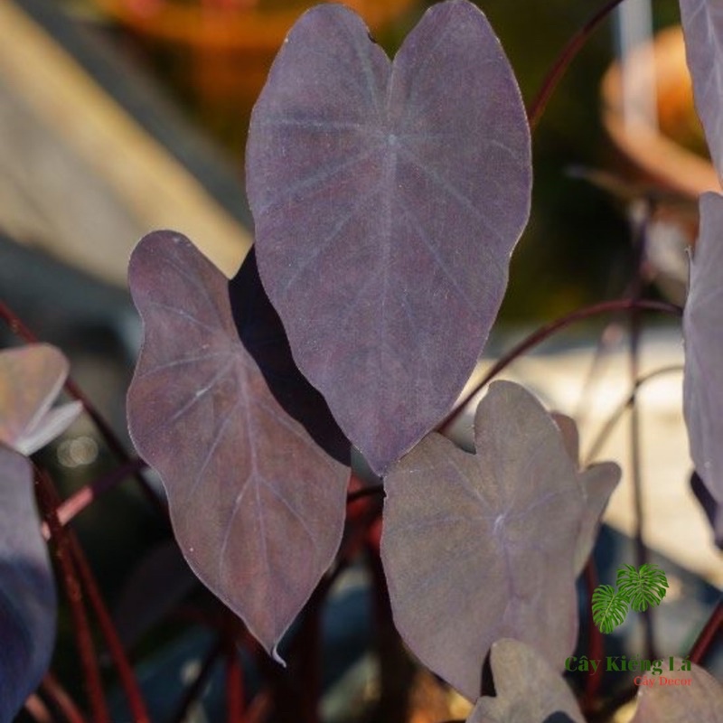 Colocasia Esculenta Black Magic