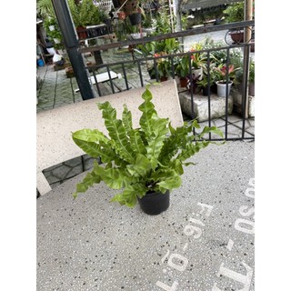 Cây ráng ổ phụng