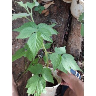 2 cây giông mâm xôi lớn