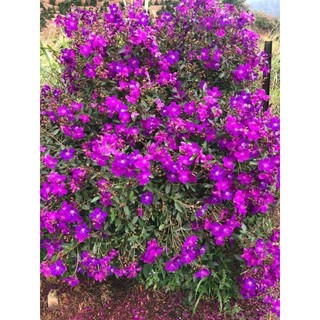 Cây giống mua Thái cho hoa quanh năm cây giống cao 15cm