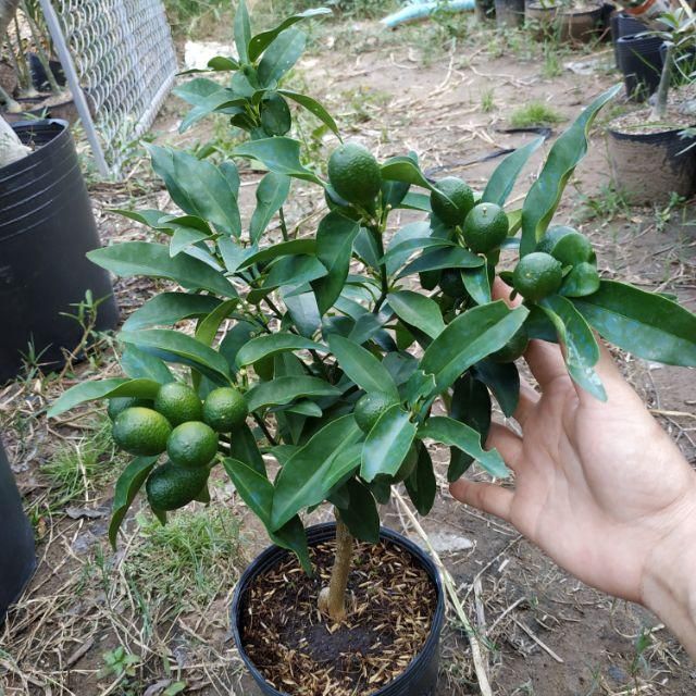 Cây Hạnh ( tách) siêu trái