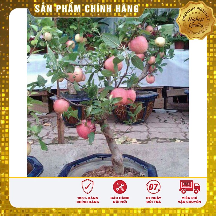 Hạt Giống Táo Đỏ Lùn LUCKY SEEDS -10 hạt (kèm thuốc kích mầm)