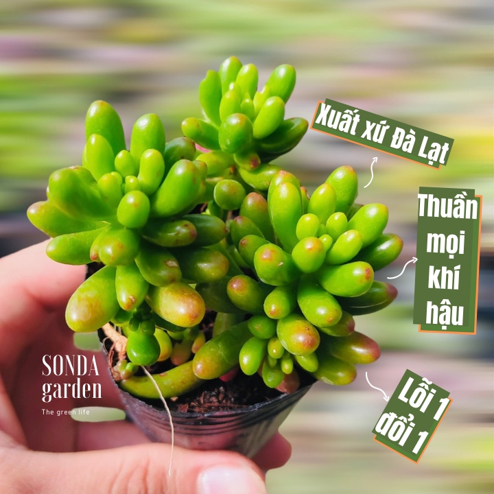 Sen đá thạch ngọc đỏ SONDA GARDEN size bé 5-8cm, xuất xứ Đà Lạt, khoẻ đẹp, lỗi 1 đổi 1