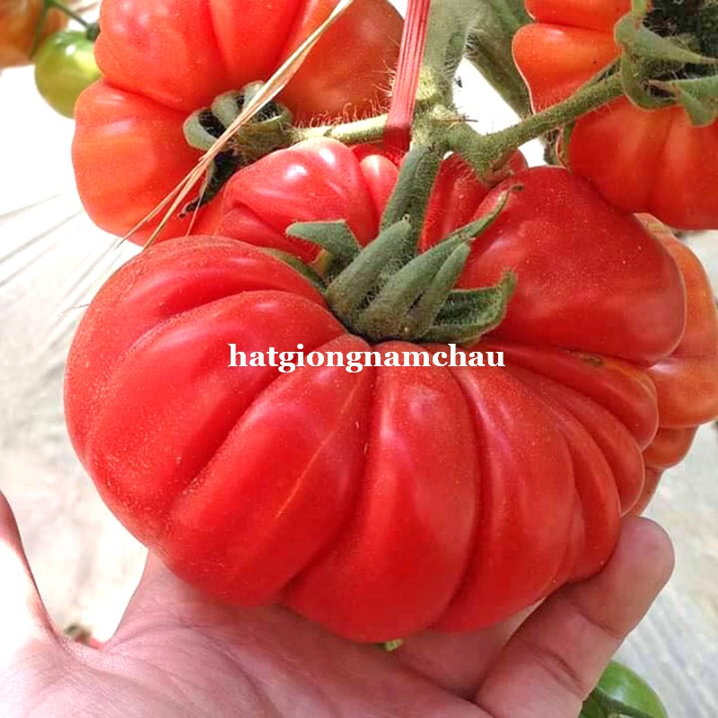 20H - HẠT GIỐNG CÀ CHUA BÍ NGÔ