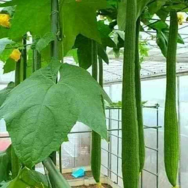 Hạt giống mướp hương SIÊU DÀI, hạt, không biến đổi gen, hãy tự trồng mướp hương và khám phá thêm nhiều