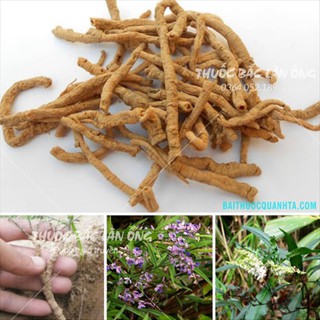Viễn Chí 100g (Đã Sao Thơm)