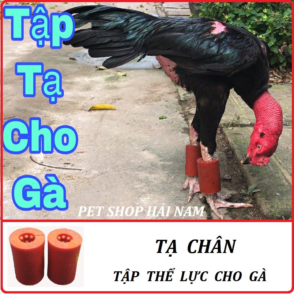 Tạ chân cho gà chọi ( Hàng loại 1 ) - Tập thể lực cho gà