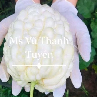 Mướp đắng trắng tròn F1_ Chuẩn trái, cam kết 99,99% chuẩn màu chuẩn Form