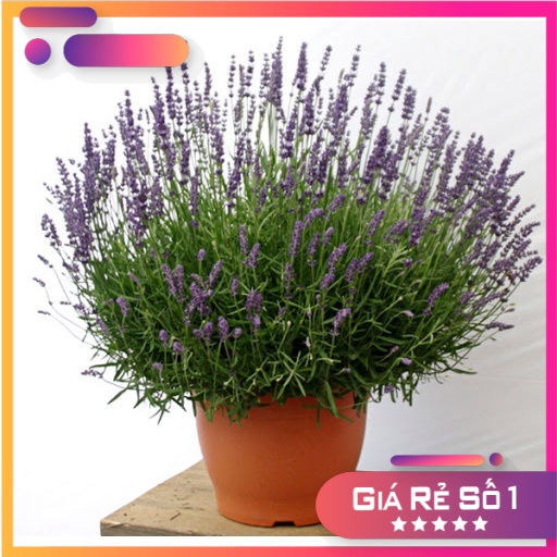 [ Siêu Hạt Giống ] 200H - Hạt giống hoa Lavender (oải hương) - thơm hơn nước hoa