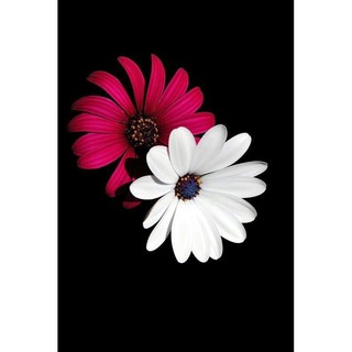 Khuôn Kim Loại Cắt Hoa Cúc Châu Phi 76