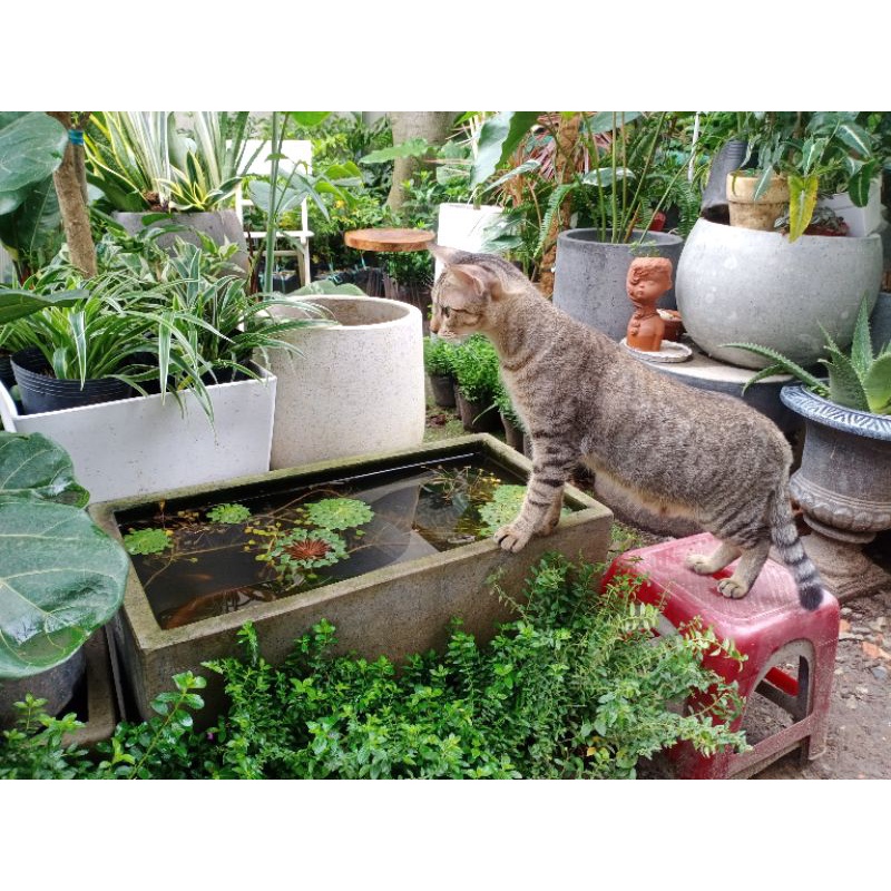 Chậu xi măng đá mài chữ nhật 60x30x30cm , chậu xi măng đá mài trồng cây