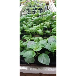 Hạt giống Lá mè Hàn quốc