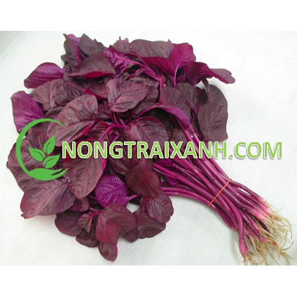 20GR - HẠT GIỐNG RAU DỀN ĐỎ
