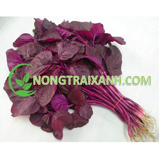 20gr - hạt giống rau dền đỏ