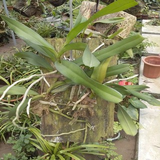 1 BÓ GIÁNG HƯƠNG  LAN TAM BẢO SẮC - Hàng chuẩn Rừng - Hoa siêu đẹp, THƠM