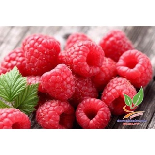 Cây Phúc Bồn Tử - Mâm Xôi