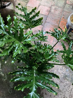 TRẦU BÀ LÁ XẺ ( trầu bà thanh xuân )