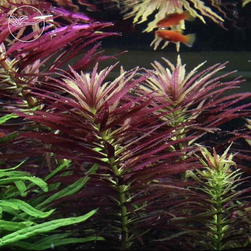 Limnophila Hippuridoides - Cây Ngổ Tím - Cây Thủy Sinh Cắt